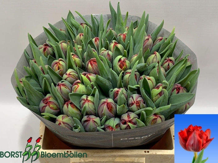 <h4>TU DU RED PRINCESS</h4>