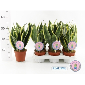 Sansevieria 'futura Superba' P12