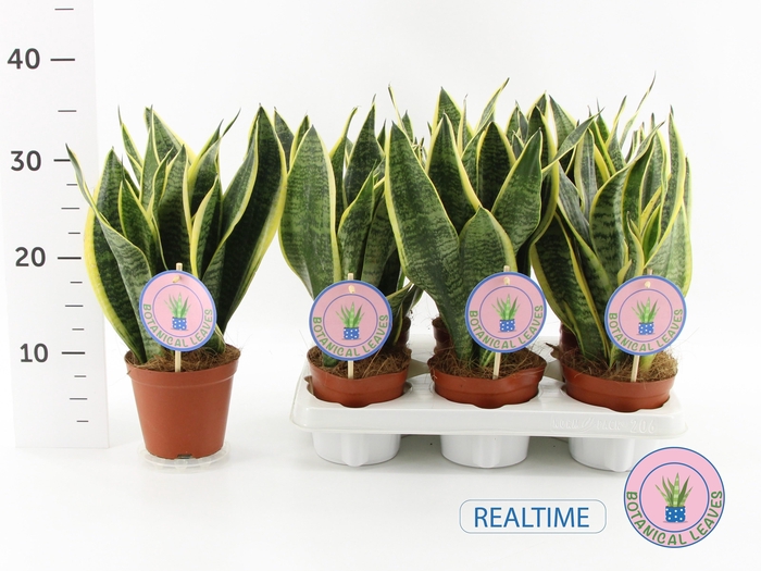 Sansevieria 'futura Superba' P12