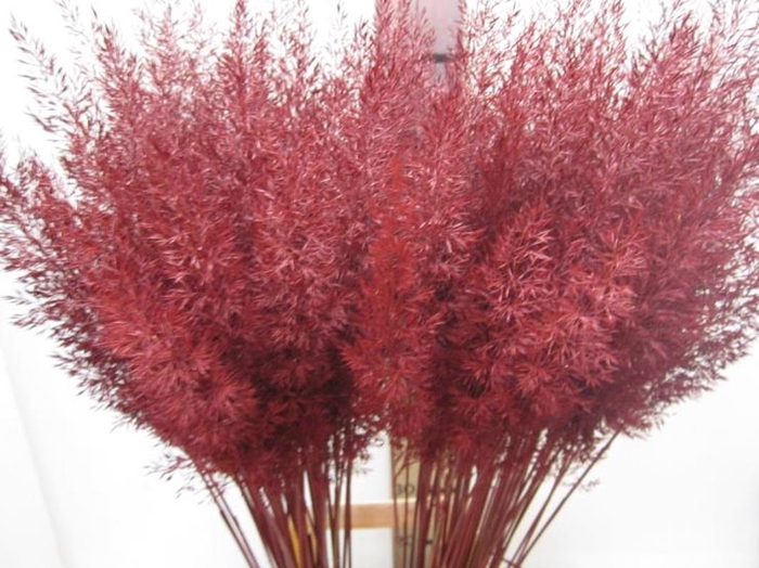 <h4>Calamagrostis Brachy Bordeaux</h4>