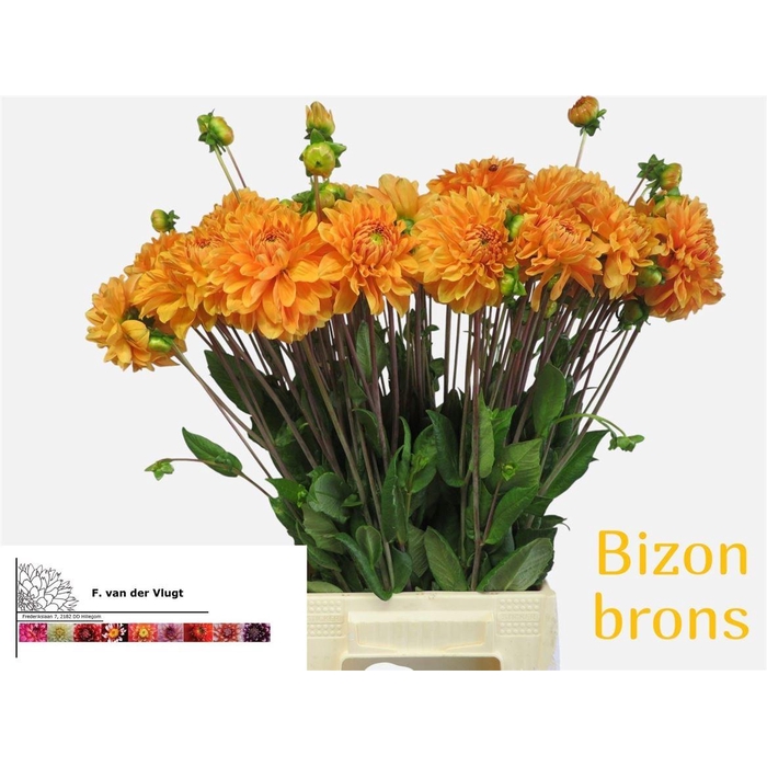 <h4>Dahlia Bizon Brons</h4>