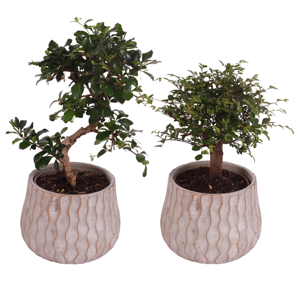 <h4>Bonsai Indoor Mix Ø12cm Mix B/S Shape in Ø16cm Ceramic PL569</h4>