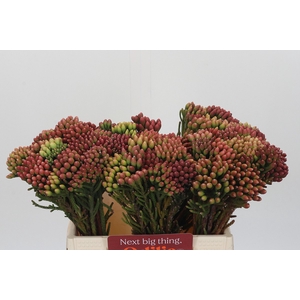 Kaaps Groen Red Brunia