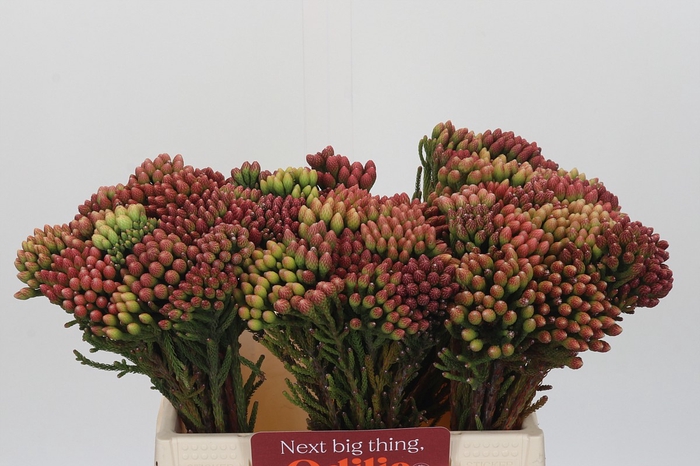 <h4>Kaaps Groen Red Brunia</h4>