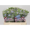 Oxypetalum Tweedia Blue