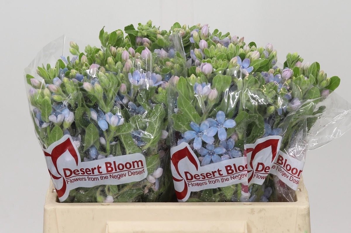 Oxypetalum Tweedia Blue