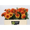 Dahlia American Sunset