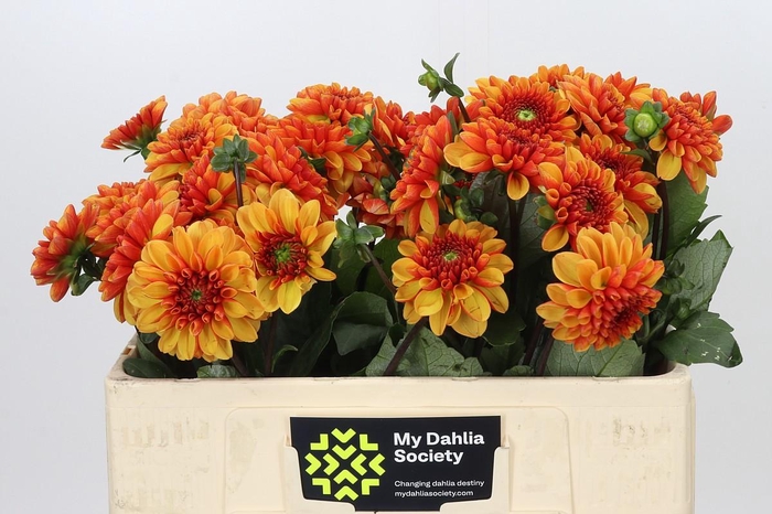 Dahlia American Sunset