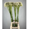 ALLIUM MOUNT EVEREST