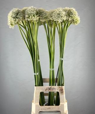 ALLIUM MOUNT EVEREST