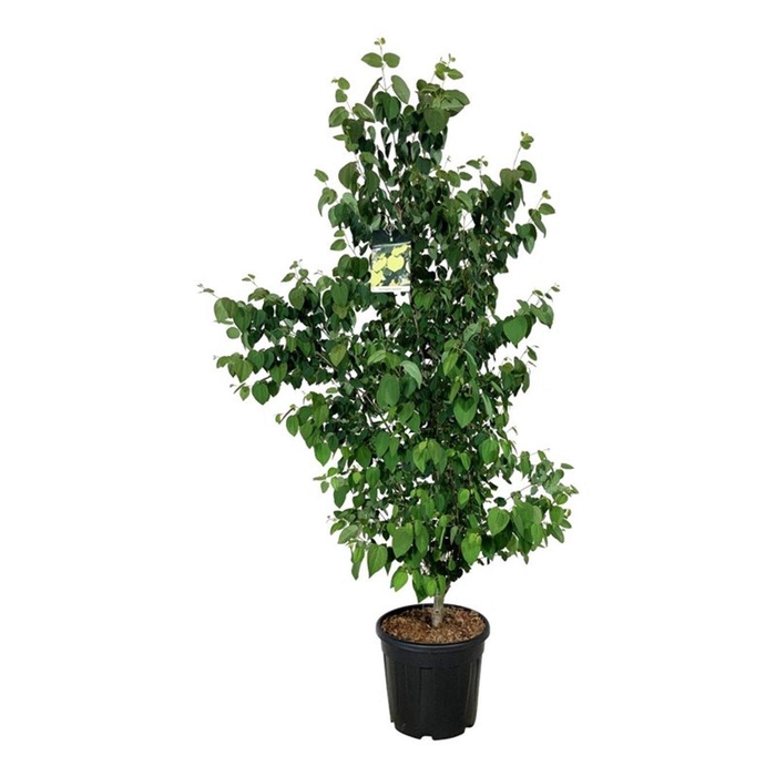 <h4>Cercidiphyllum japonicum</h4>