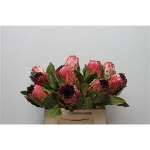 Protea Barb Mountain Queen