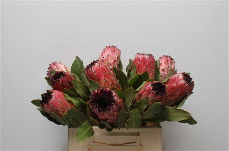 <h4>Protea Barb Mountain Queen</h4>