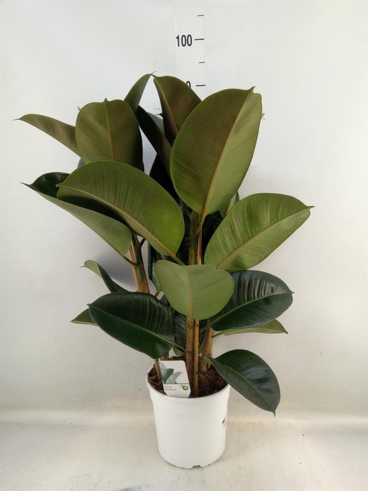 <h4>Ficus   ...</h4>