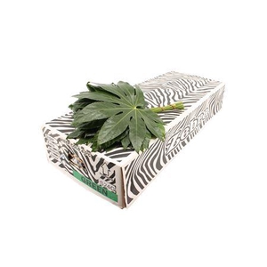 Aralia 40cm Medium