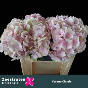 HYDR M CH VERENA CL