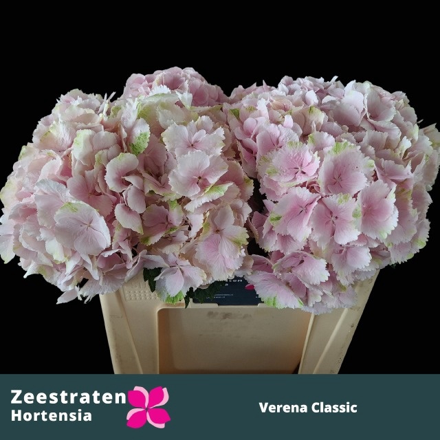 <h4>HYDR M CH VERENA CL</h4>