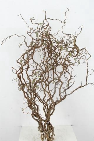 <h4>CORYL AV CONTORTA 2 JARIG 100CM</h4>