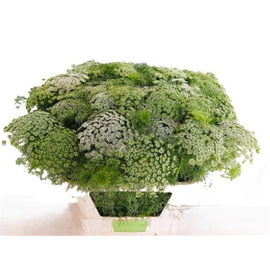 AMMI VIS CASABLANCA