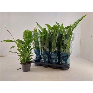 Spath Strauss 4+ Dikte 1.