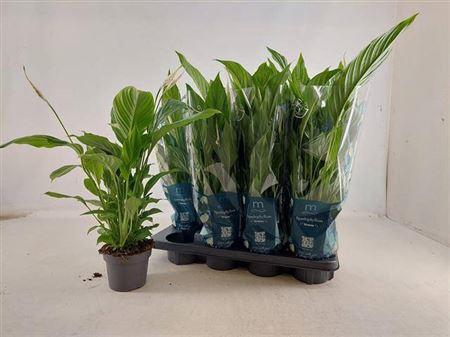 <h4>Spath Strauss 4+ Dikte 1.</h4>