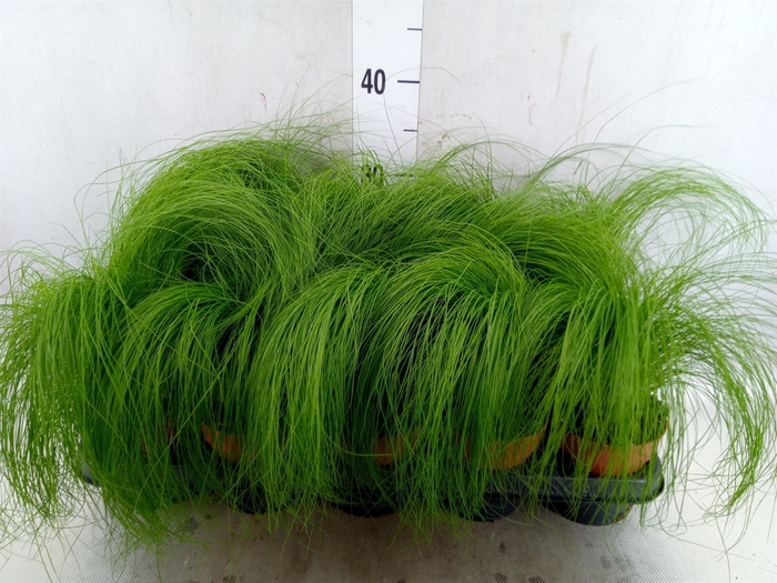 Stipa tenuifolia