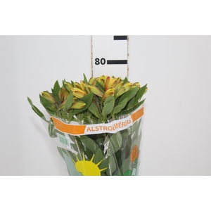 ALSTROEMERIA CARIBBEAN 080 CM