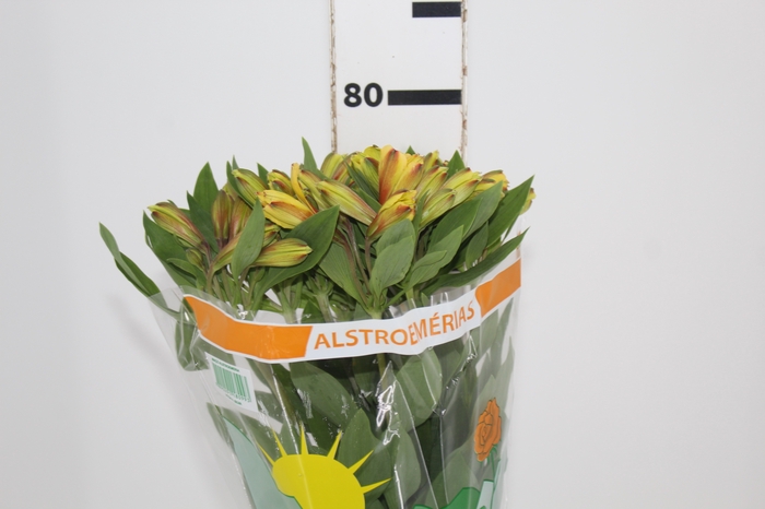 <h4>ALSTROEMERIA CARIBBEAN 080 CM</h4>