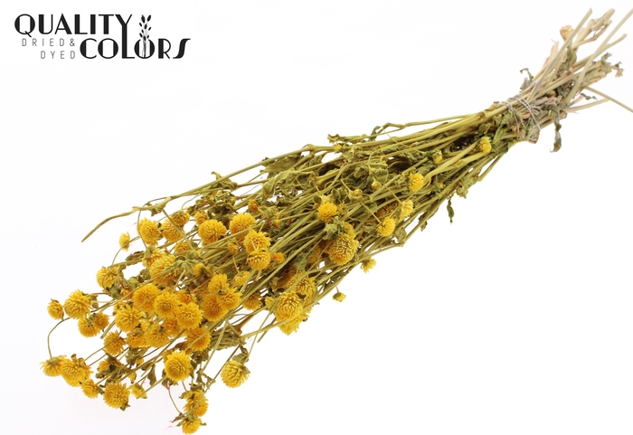 <h4>Gomphrena per bunch Yellow</h4>