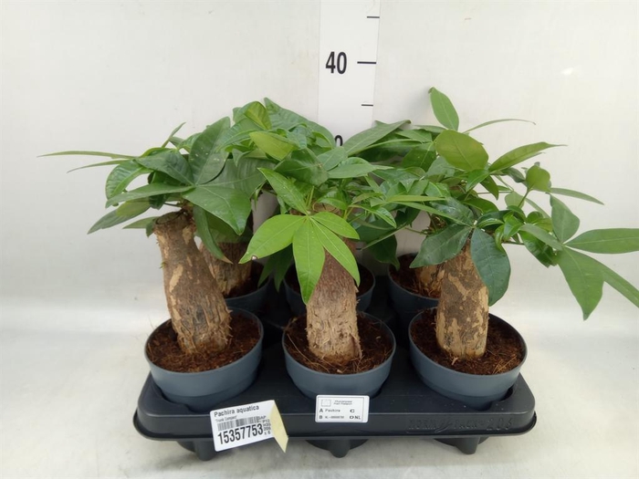 <h4>Pachira aquatica</h4>