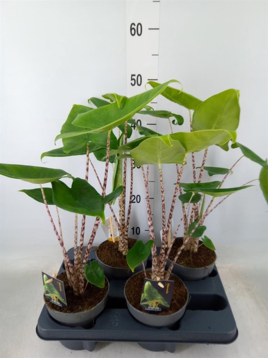 <h4>Alocasia zebrina</h4>