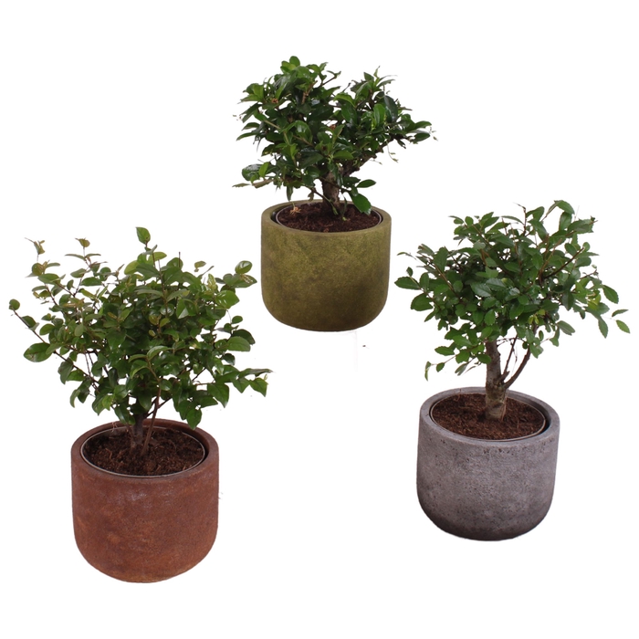 <h4>Bonsai Indoor Gemengd Keramiek</h4>