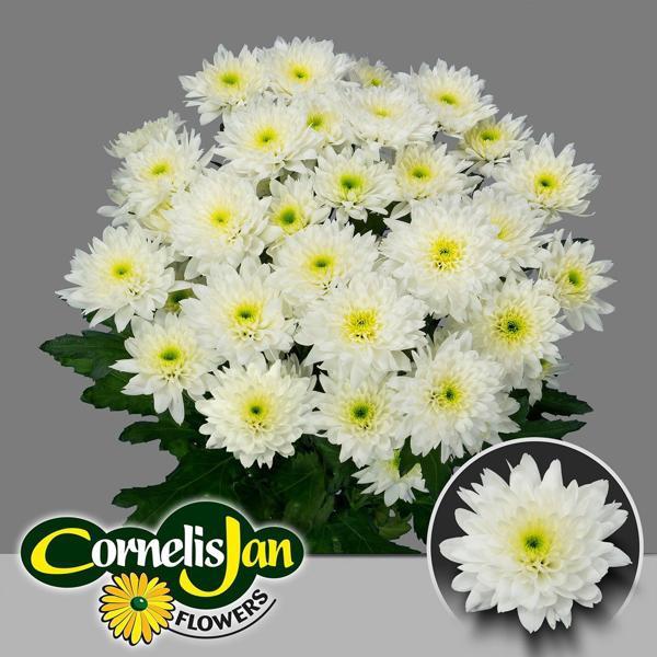 <h4>Chr T Euro White Cornelis Jan</h4>