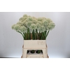 Allium Mount Everest