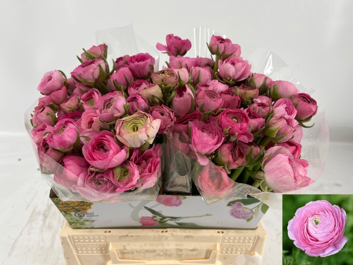 <h4>RAN AM PINK</h4>