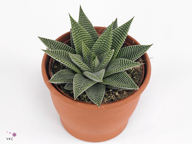 Haworthia limifolia 'Spider White'