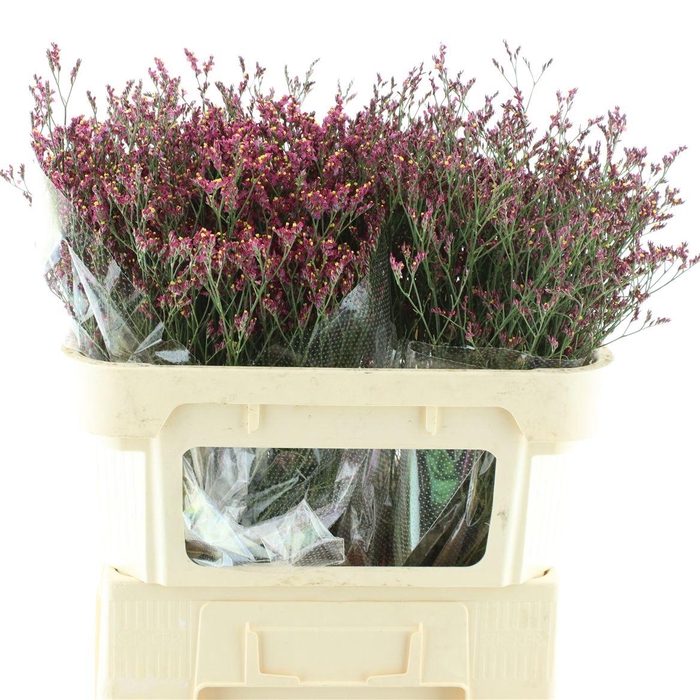 <h4>Limonium Scarlet Diamond X75</h4>