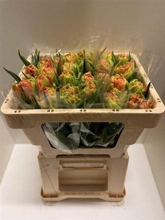 <h4>Tu Du Tineke</h4>