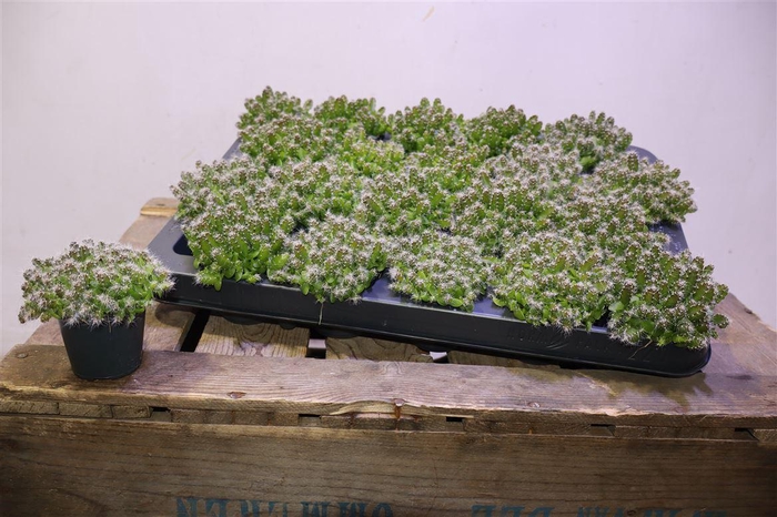 <h4>Hylocereus Undatus</h4>