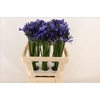 Agapanthus Uri