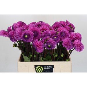 Dahlia Glamour