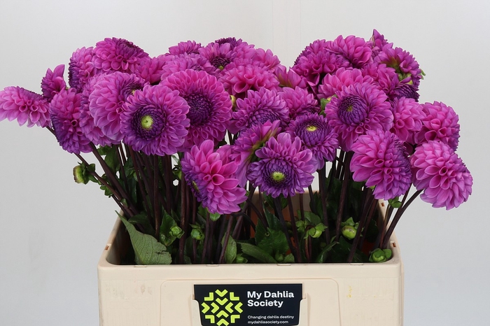 Dahlia Glamour