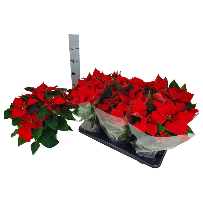 <h4>Euphorbia pulc. 'Allegra'</h4>