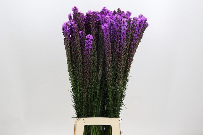 <h4>LIATRIS CALLILEPIS</h4>