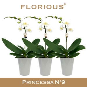 No9 Phalanopsis 1 Tak Wit+Deco