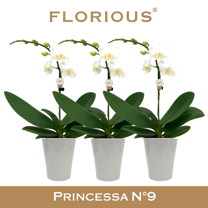 <h4>No9 Phalanopsis 1 Tak Wit+Deco</h4>