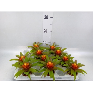 Guzmania  'Fairy'