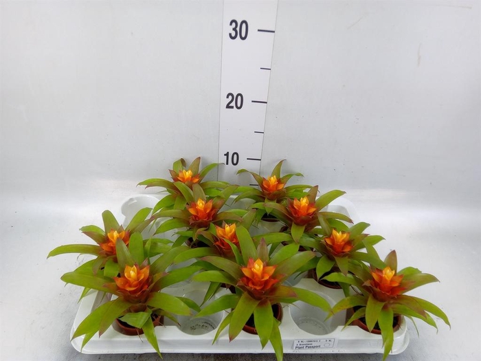 <h4>Guzmania  'Fairy'</h4>