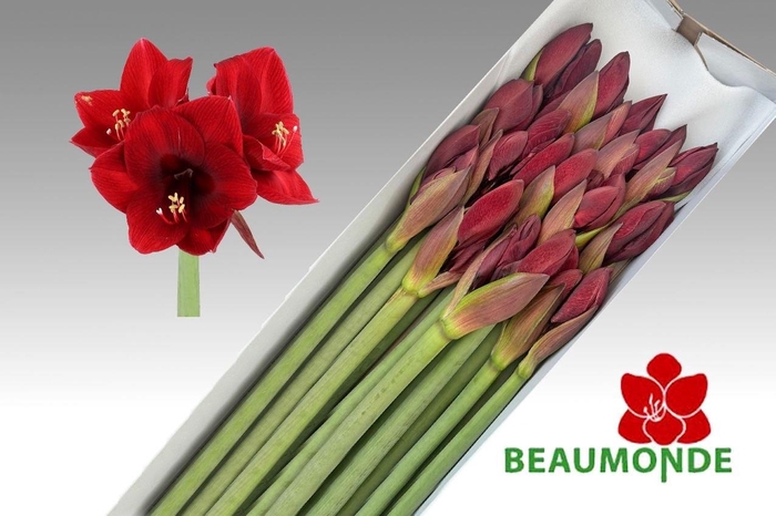 <h4>HIPP GA NIGHT FEVER</h4>