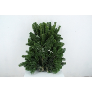 NORDMANN SELECT 60CM PER STEM